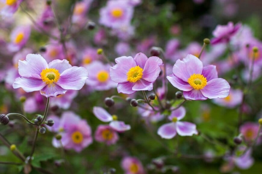 Mira Drozdowski/shutterstock.com