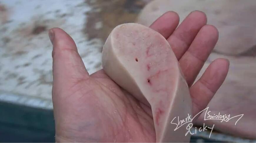 出所：@shark_sociology