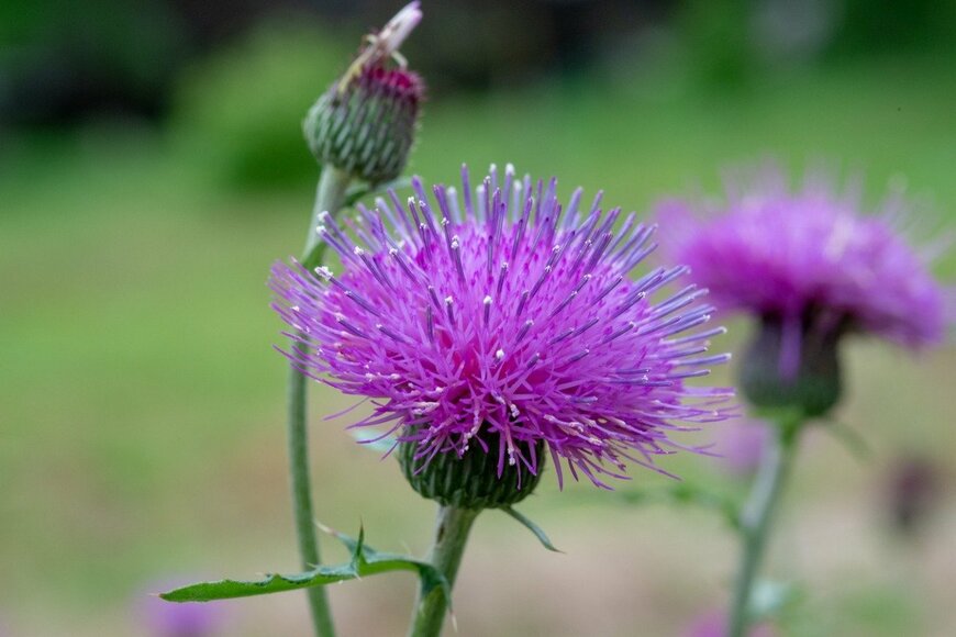 itotoyu/istockphoto.com