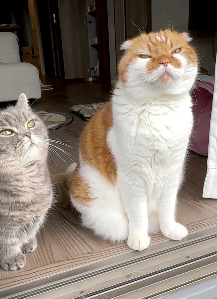 出所：@himaritomugi