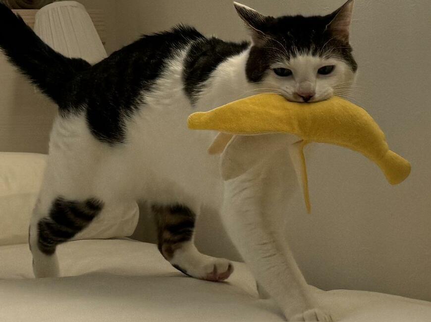 出所：@Saeroyi_cat