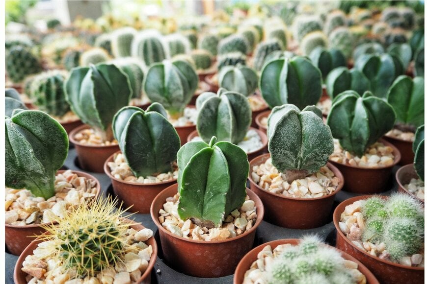 luknaja/istockphoto.com