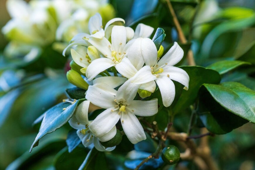 Sunshower Shots/shutterstock.com