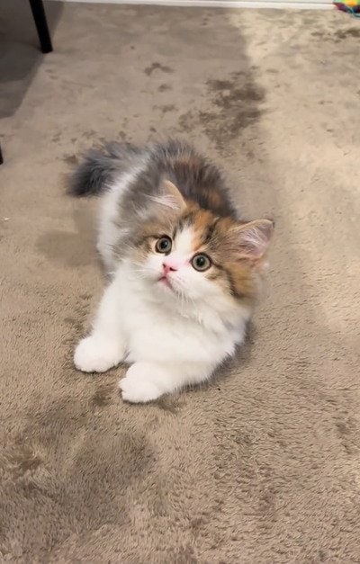 出所：＠maguro_hokke