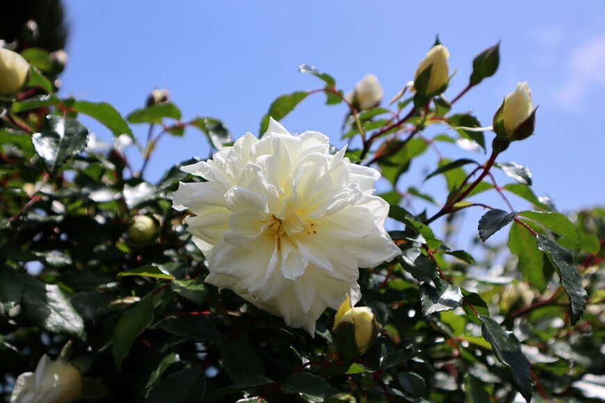 lasha36/shutterstock.com