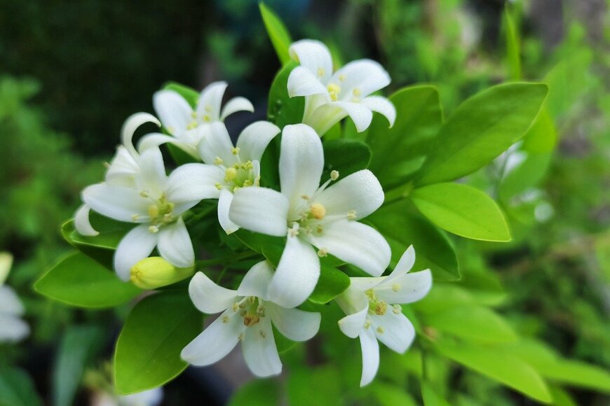 Murraya paniculata/istockphoto.com