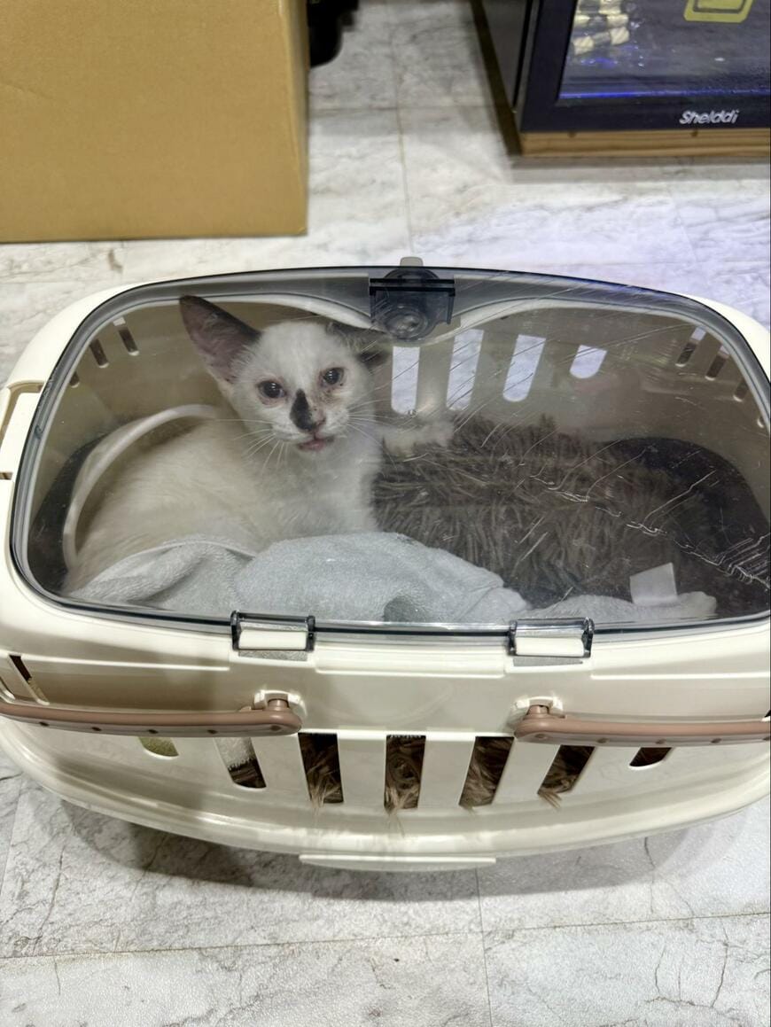 2週間前、酷暑の中保護された子猫　2週間後のまさかの光景に思わず感動