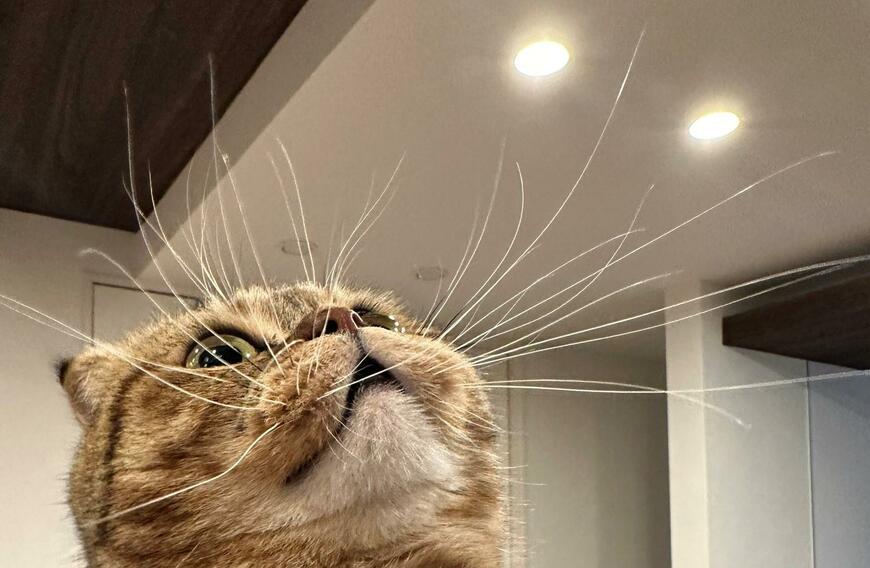 出所：@ponpokopontanu