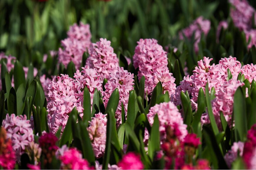 Yana and Gennady Mikhalch/Shutterstock.com