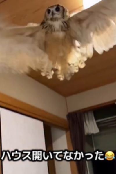 出所：@ba_chantolatte