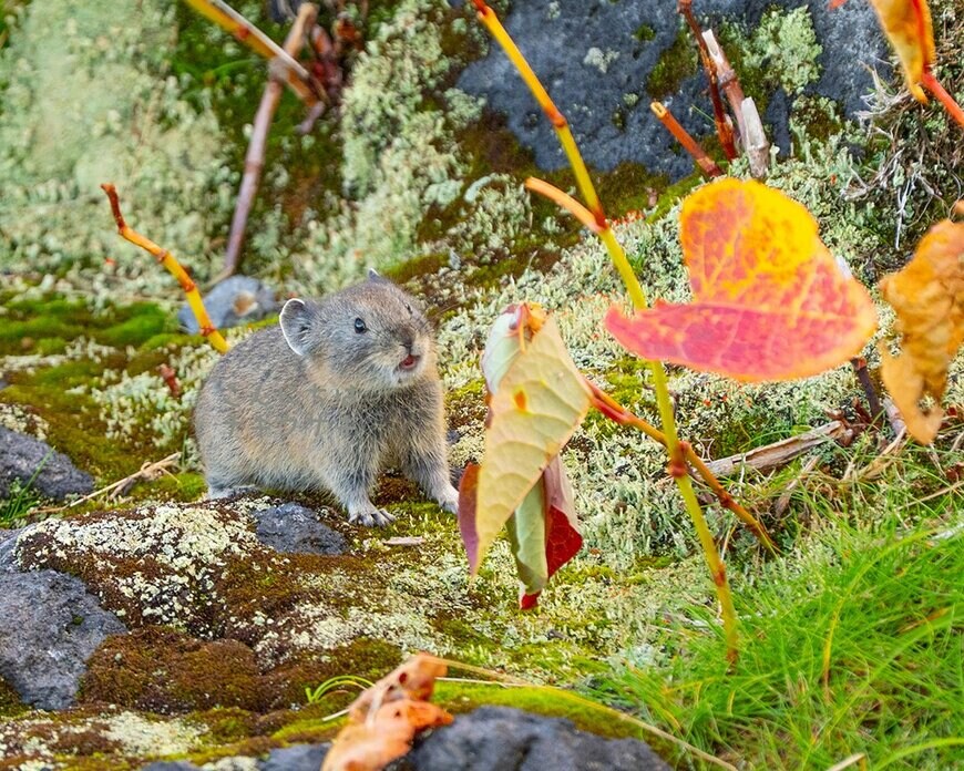 出所：@konnichihapika