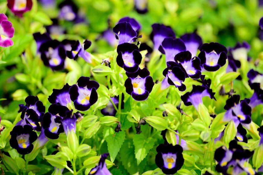 songsak/shutterstock.com