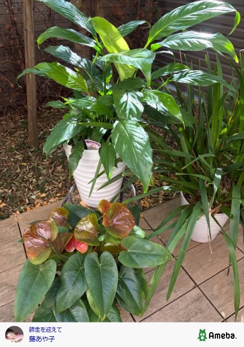 出所：藤あや子のAmeba公式ブログ　参照日：2025年12月8日