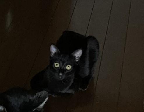 出所：@00shitemita