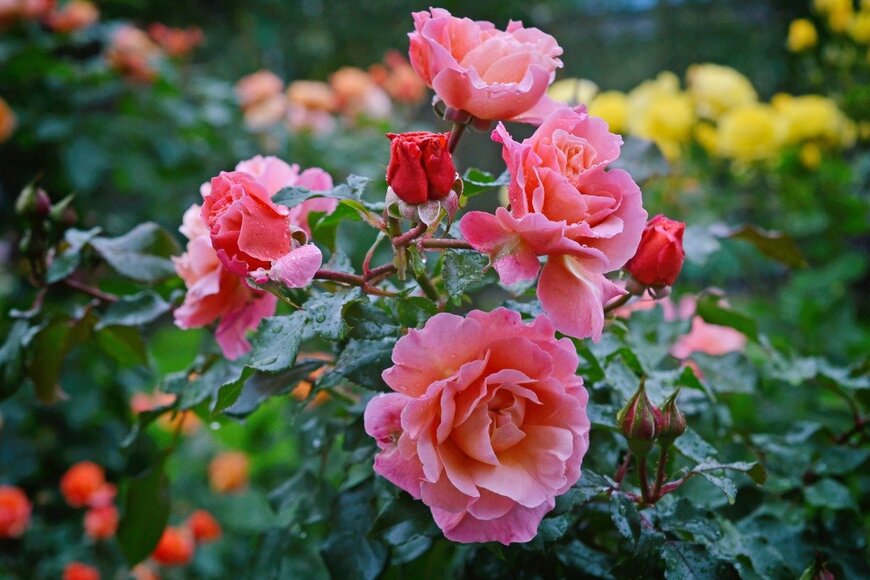 Olgunia/istockphoto.com