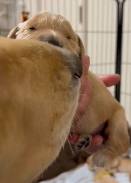 出所：@pu_channeldesu