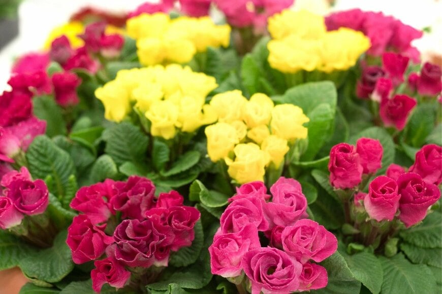 プリムラジュリアン　y-studio/istockphoto.com