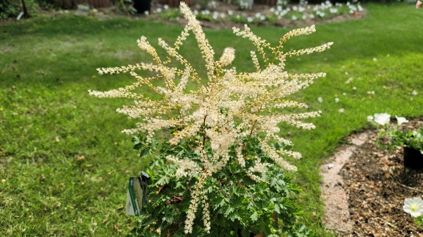 まるで「繊細なレース」のような花々！植えっぱなしOKで育てやすい「半日陰にぴったりの多年草」で庭や玄関がゴージャスに！