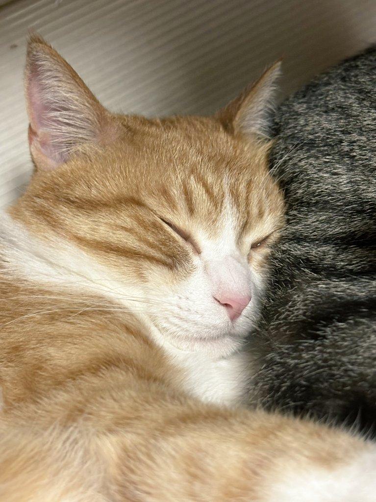 出所：@mero627puri914