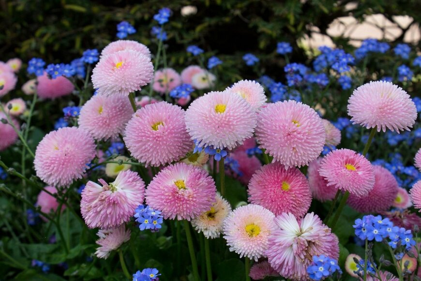 【ガーデニング】この春楽しみたい一年草8選。カラフル＆育てやすさが魅力の花々