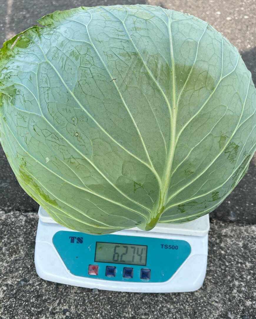 4年後に作ったキャベツ