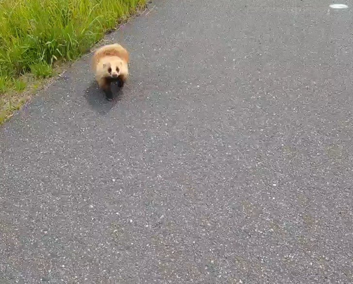 土手で出会ったアナグマ