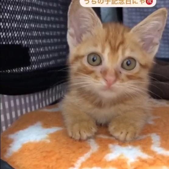 回復してきた猫