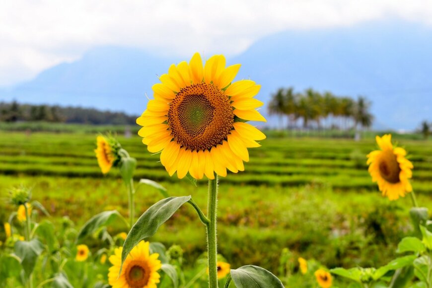 サンリッチ・オレンジの花。花弁の色は黄色、中央部は茶色。