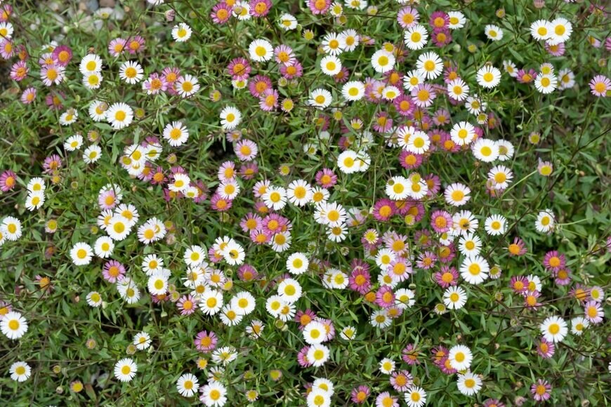 やわらかい色あいの小花がキュート「エリゲロン」