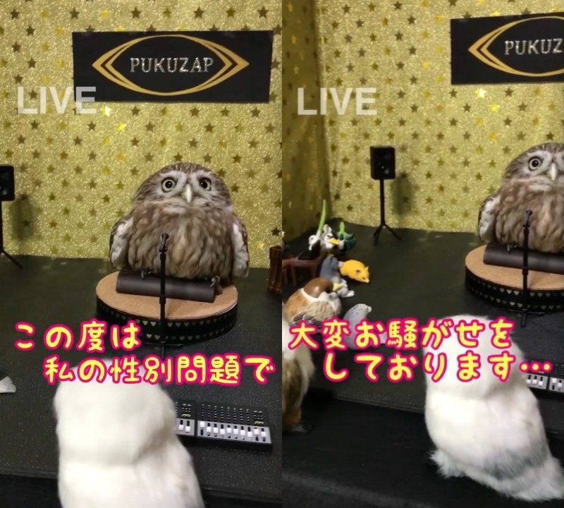 投稿動画のワンシーン