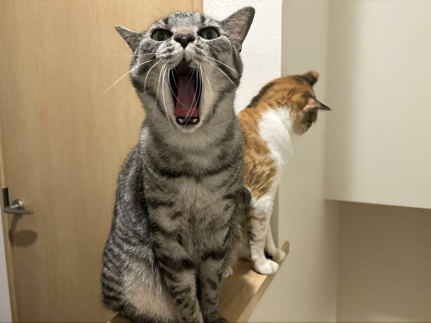 リラックスする猫