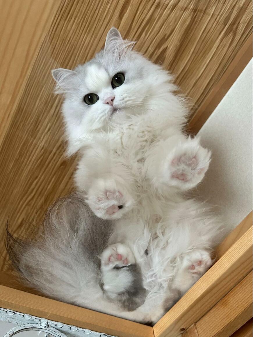 下から見た猫