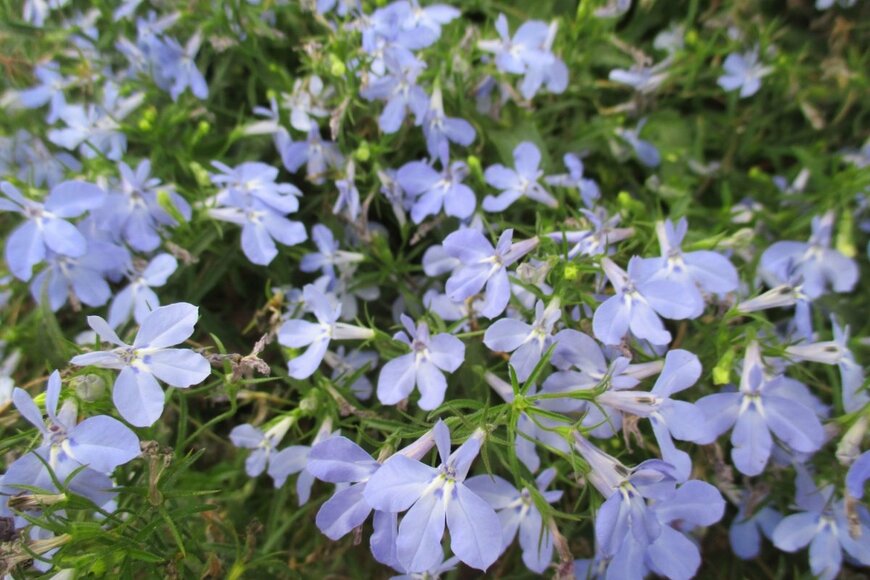 薄青いロベリアの花。