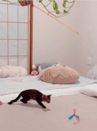 元気よく遊ぶ猫と嫉妬する猫