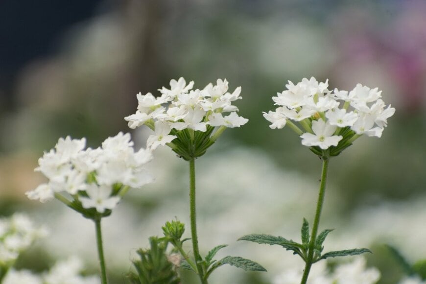 白い花を咲かせているバーベナ