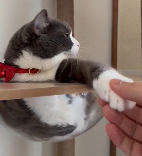 握手したい猫