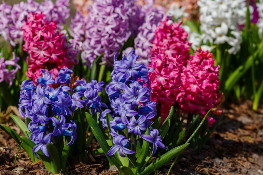 青・ピンク・薄紫など色とりどりのヒヤシンスの花