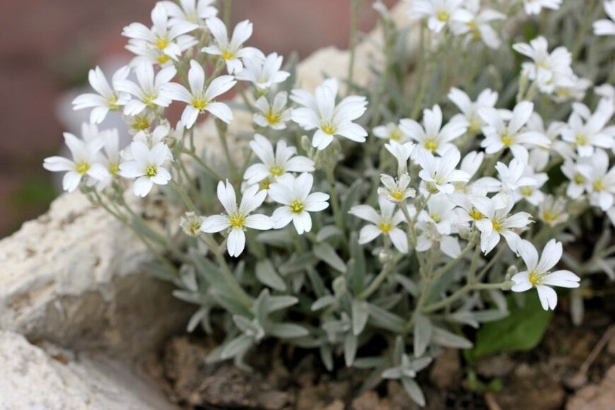 白いセラスチウムの花が満開