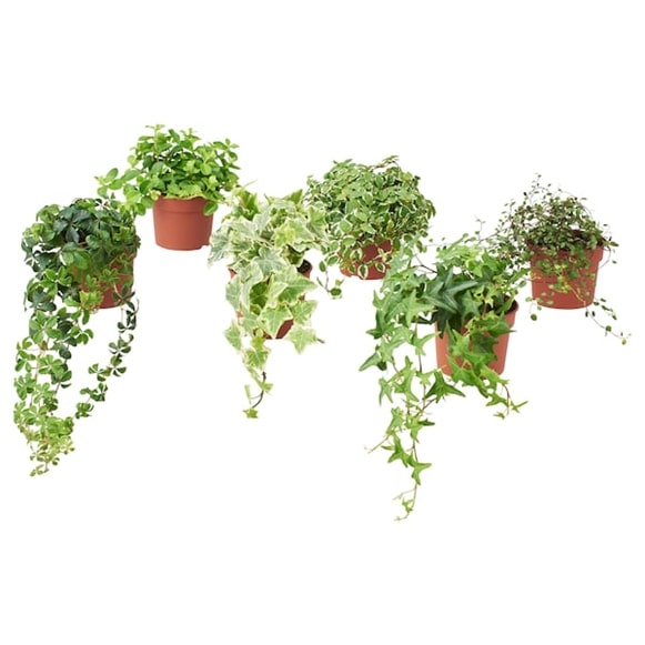 ツル性植物が鉢植えから茎を伸ばしている様子