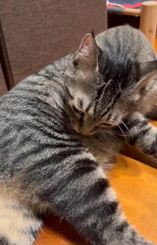 毛づくろいしている猫