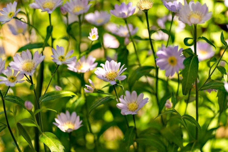 薄いピンクの花を咲かせている、ミヤコスワレ