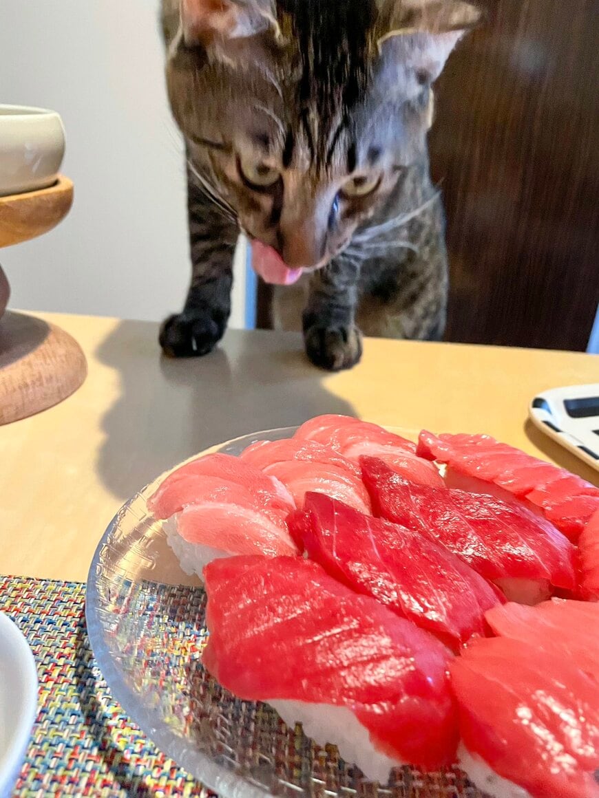 マグロのお寿司を見つめる猫