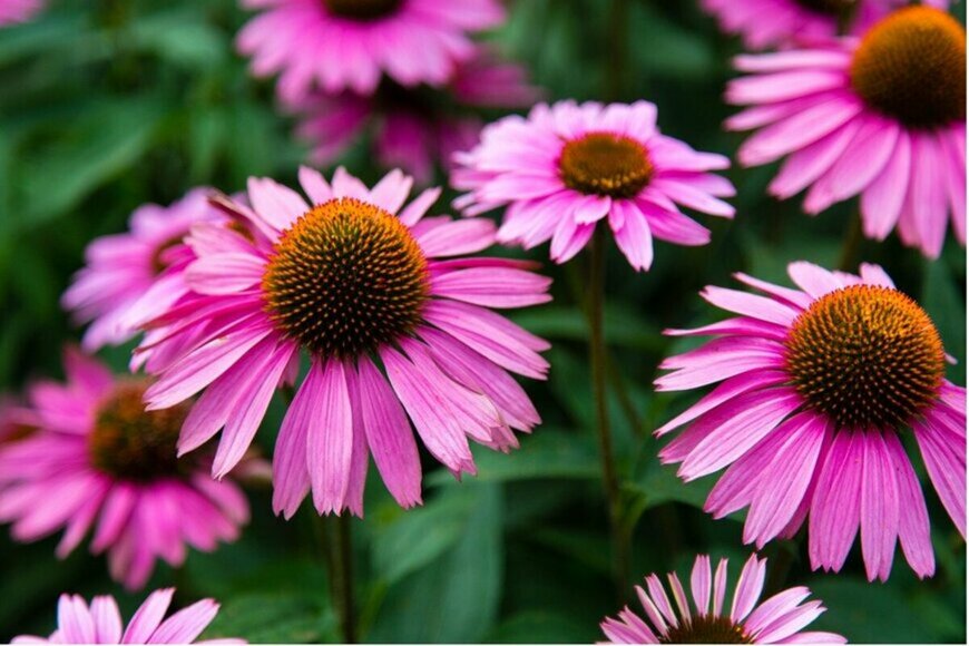 イガグリのように中心部が盛り上がった花を咲かせるエキナセア。色はピンク