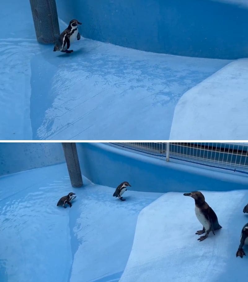 神戸市立王子動物園