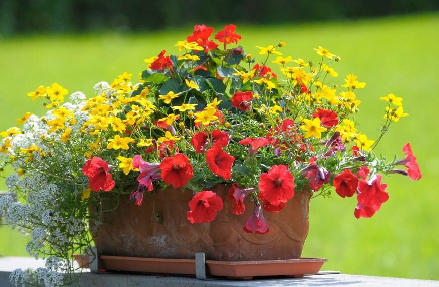 赤いペチュニアと、黄色や白の小花の寄せ植え