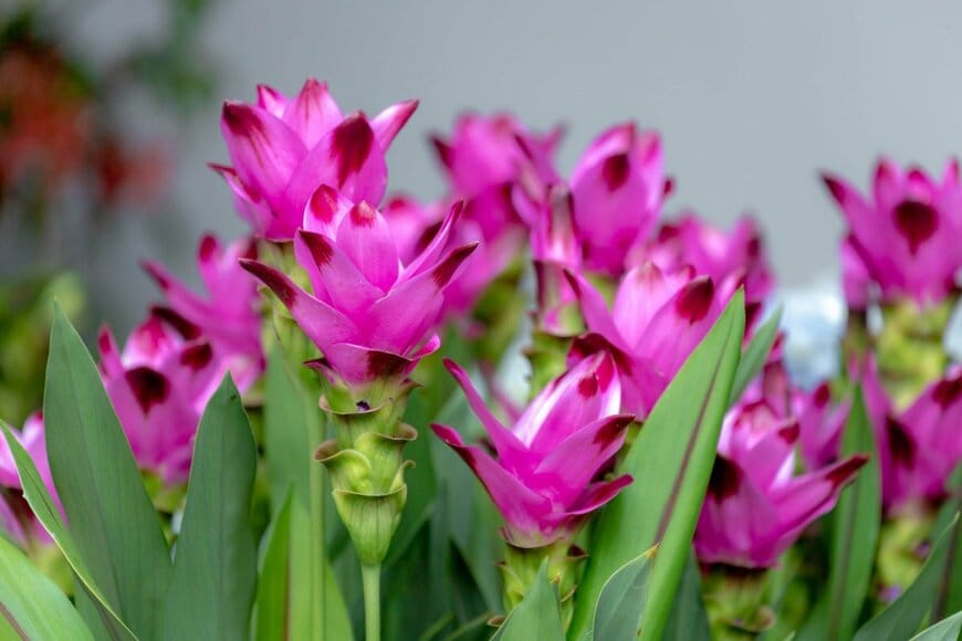 鮮やかなピンクのクルクマの花々