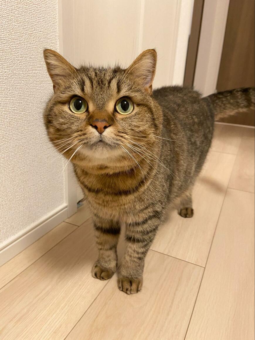 マンチカン正面