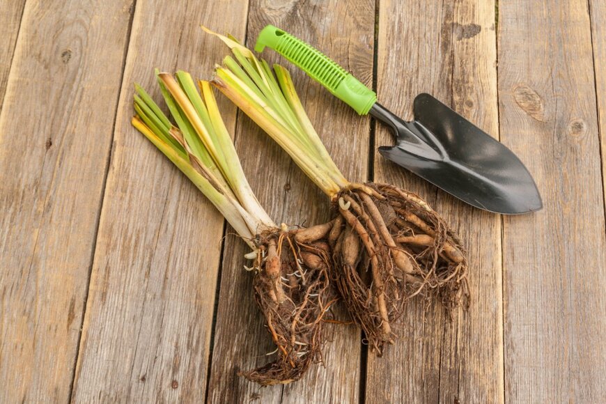 根が露出した植物,2月は多年草の休眠期,植え替えの時期