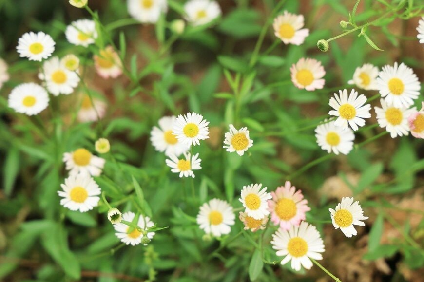 白やピンクの小花を咲かせている、エリゲロン