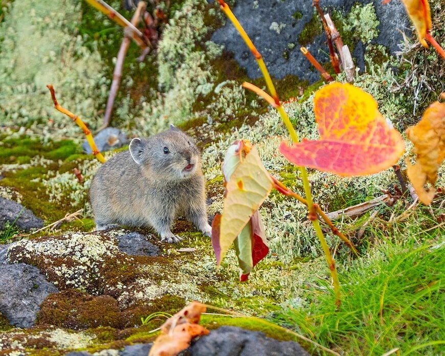 紅葉におどろくナキウサギ